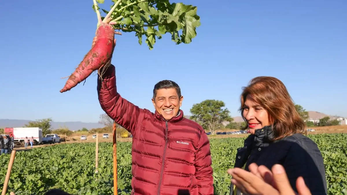 Cosecha de rábanos